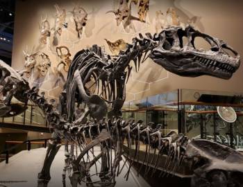 Things To Do Natural History Museum of Utah