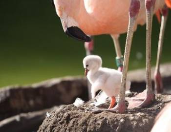 Things To Do Tracy Aviary