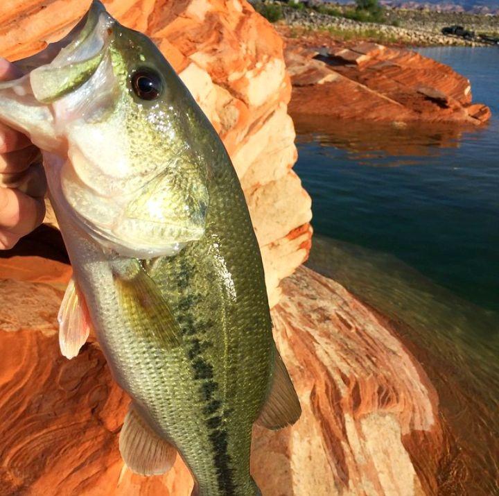 Fish caught at Sand Hollow.