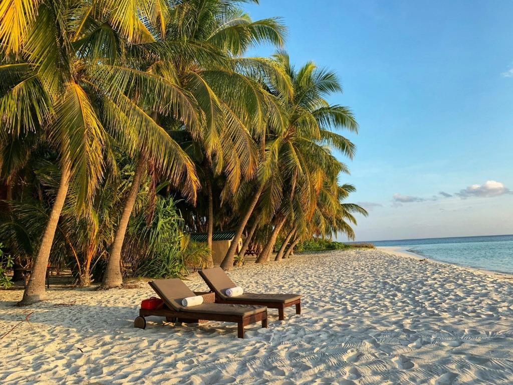 Palm trees and 2 chairs along the beach